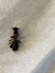 Camponotus clarithorax