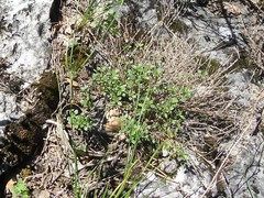 Thymus bashkiriensis