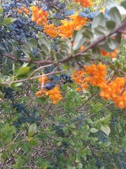 Berberis darwinii