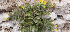 Hyoscyamus