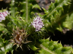 Carduus baeocephalus