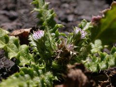 Carduus baeocephalus