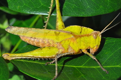 Xyleus discoideus angulatus