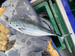 Megalaspis cordyla