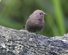 Lagonosticta nitidula