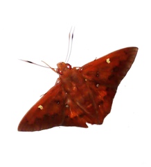 Dyscophellus porcius