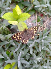 Pararge aegeria