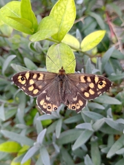 Pararge aegeria