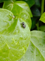 Heliophanus