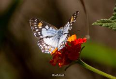 Ariconias glaphyra