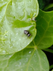 Heliophanus