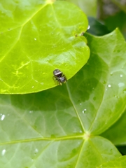 Heliophanus