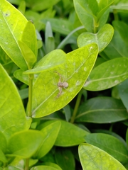 Thomisidae