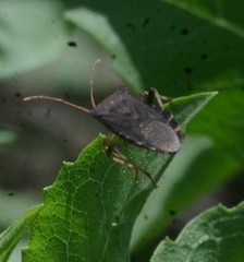 Anasa scorbutica