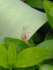 Thomisidae