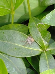 Thomisidae
