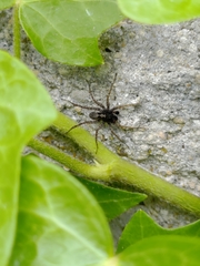 Pardosa