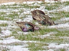 Sturnus vulgaris