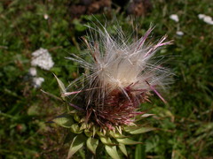 Carduus carduelis