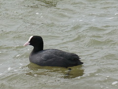 Fulica atra
