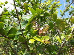 Hirtella paniculata
