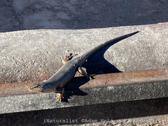 Trachylepis sparsa