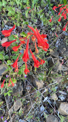 Delphinium nudicaule