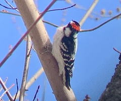 Dryobates pubescens