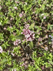 Daphne × burkwoodii