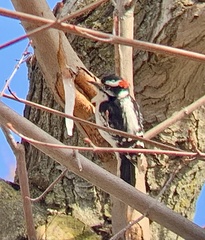 Dryobates pubescens