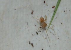 Scytodes flagellata