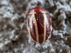 Calligrapha bidenticola