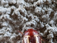 Calligrapha bidenticola