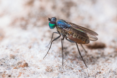 Medeterinae