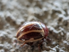 Calligrapha bidenticola