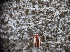 Calligrapha bidenticola