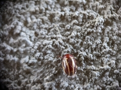 Calligrapha bidenticola