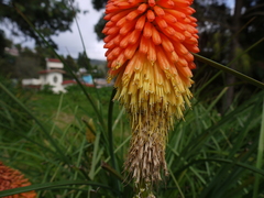 Kniphofia
