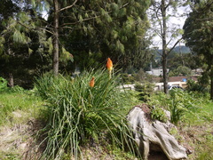 Kniphofia