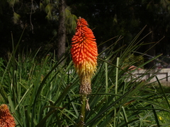 Kniphofia