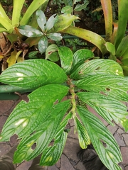 Columnea consanguinea