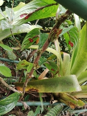 Columnea consanguinea