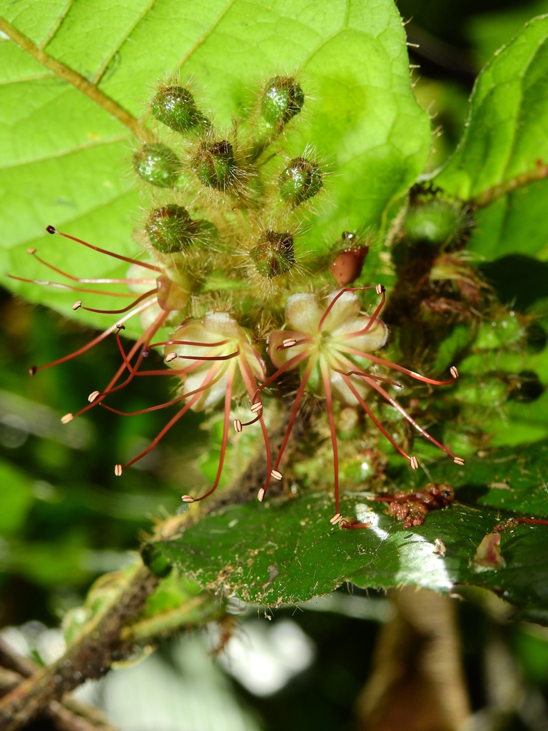 Hirtella physophora