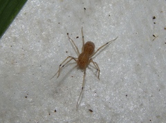 Scytodes flagellata