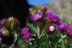 Carduus clavulatus image