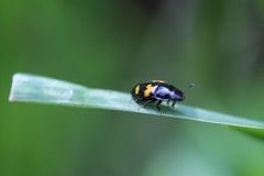 Glischrochilus fasciatus