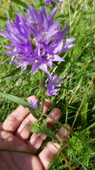 Campanula glomerata glomerata