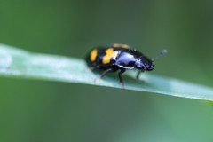 Glischrochilus fasciatus