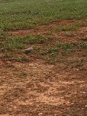 Streptopelia decaocto