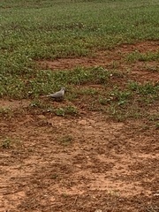 Streptopelia decaocto